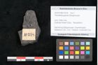Foto (Objekt + Etikett) von Thinnfeldia gracilis Ettingshausen (NHMW-GEO-2024-0188-10318)